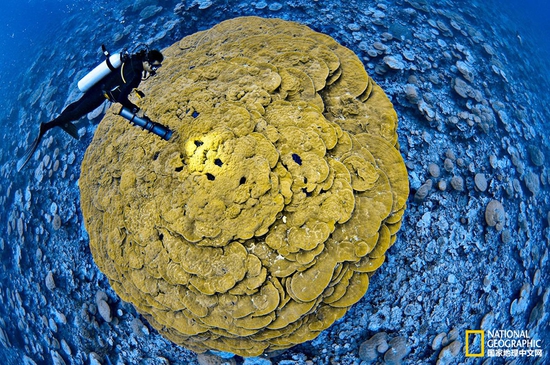 金曼礁國家紀(jì)念區(qū)，太平洋攝影：Brian Skerry，國家地理創(chuàng)意版
