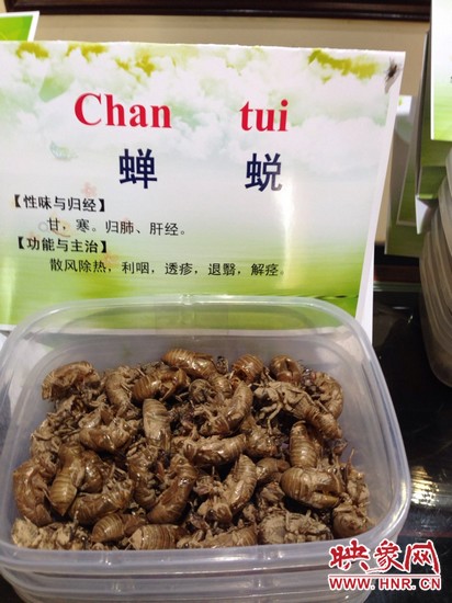你可能沒(méi)想到，這個(gè)知了幼蟲(chóng)退下的皮還是一味藥，對(duì)嗎？