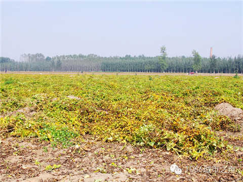 一望無際的山藥基地。據(jù)說，一季山藥后，土地需要五年才能恢復(fù)。