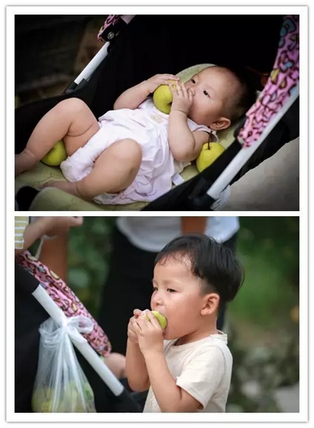 純天然無公害，新鮮采摘，直接入口！