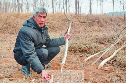 伊川村民150棵樹(shù)一夜被砍 政府表示如需征地會(huì)給補(bǔ)償