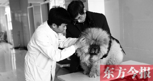 在一家大型寵物醫(yī)院里，生病的狗狗正在接受治療