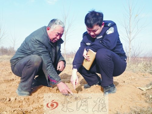 牡丹苗被盜之后，郭萬通又補(bǔ)種的牡丹苗已經(jīng)發(fā)芽