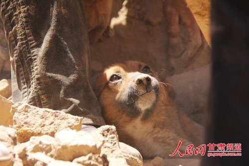 探出頭的小黃狗期待地看著救他的人。王生元/攝