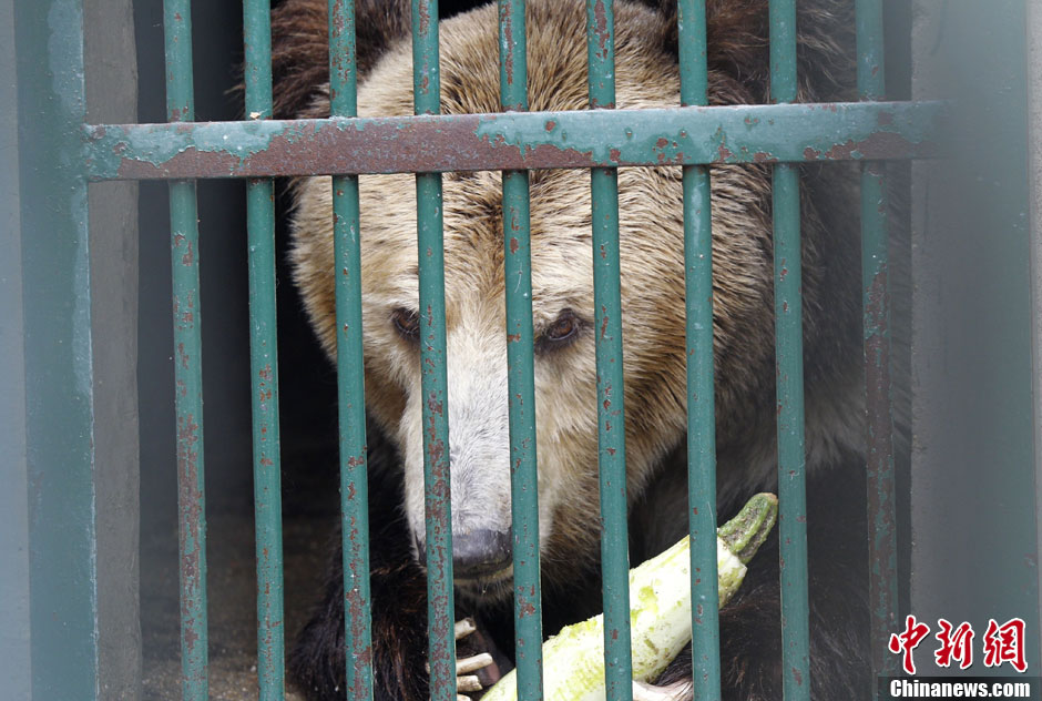 6月19日，河南鄭州，新密市動物園咬死飼養(yǎng)員的肇事棕熊被暫押在鄭州動物園內(nèi)，該熊“臥室”周圍被三重鋼