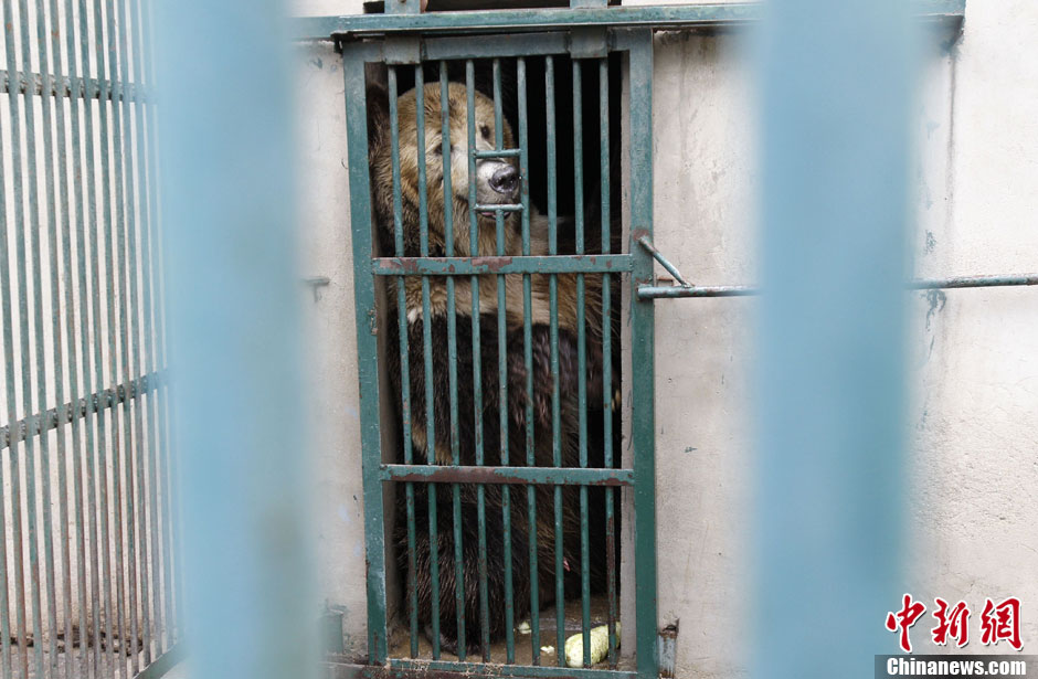 6月19日，河南鄭州，新密市動物園咬死飼養(yǎng)員的肇事棕熊被暫押在鄭州動物園內(nèi)，該熊“臥室”周圍被三重鋼