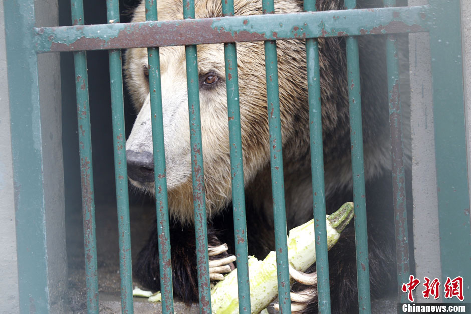 6月19日，河南鄭州，新密市動物園咬死飼養(yǎng)員的肇事棕熊被暫押在鄭州動物園內(nèi)，該熊“臥室”周圍被三重鋼