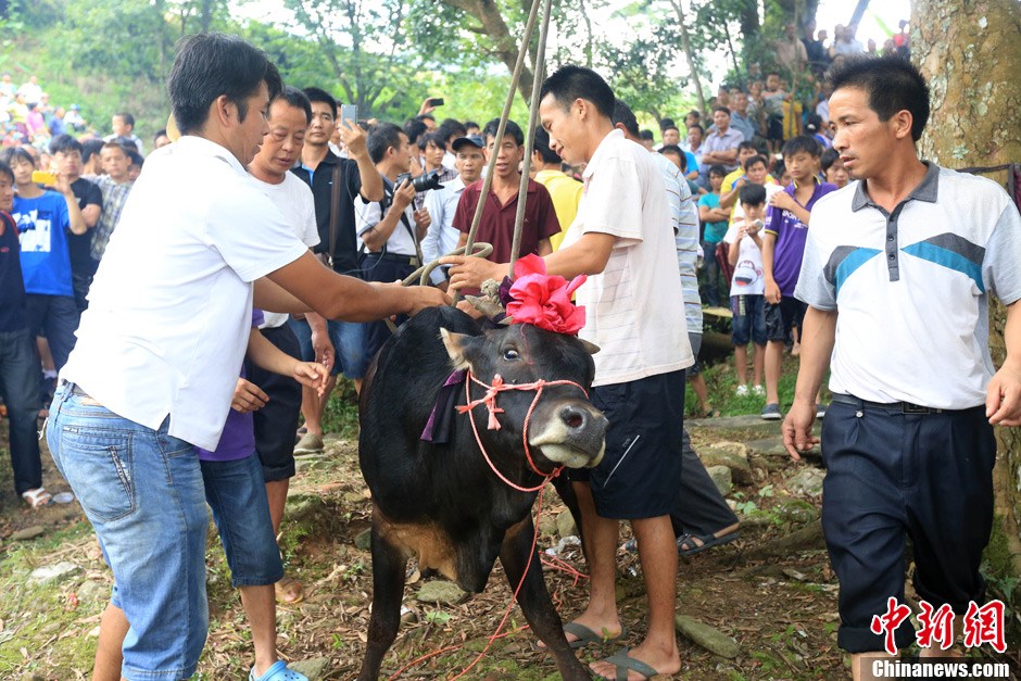 村民給黃牛套上繩索，準(zhǔn)備進(jìn)行儀式。 譚凱興 攝