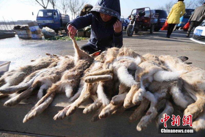圖為12月14日，104國道靜海縣城附近，家養(yǎng)的大雁和野鴨被擺在一起售賣。田寶希 攝 圖片來源：CF