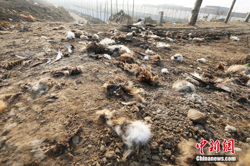 圖為12月1日，104國道靜?？h城附近，野兔的皮毛內(nèi)臟等殘留物散落一地，寒風(fēng)中飄著一股刺鼻的酸臭味。