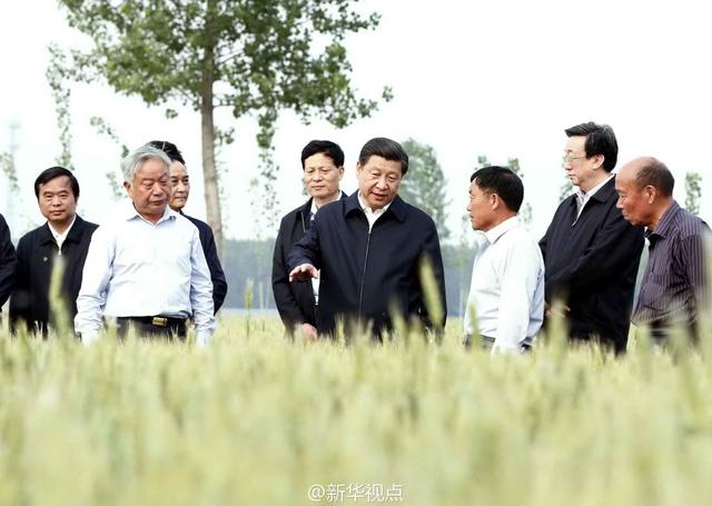習近平走進糧田,看麥穗灌漿,問農田建設。