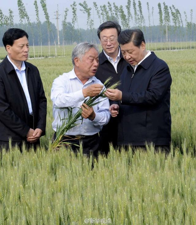 習近平走進糧田,看麥穗灌漿,問農田建設。