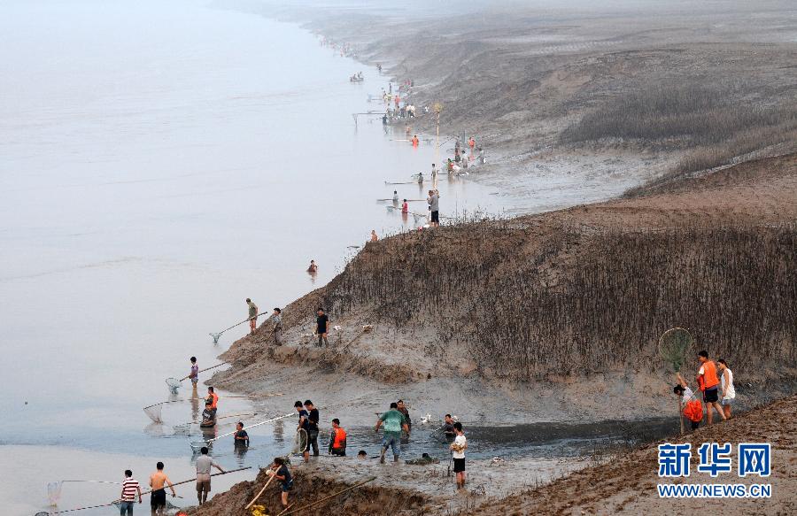  7月6日,在山西省平陸縣黃河岸邊,人們?cè)诓稉泣S河“流魚”。
