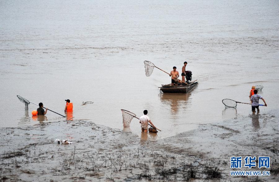 7月6日,在山西省平陸縣黃河河道內(nèi),人們?cè)诓稉泣S河“流魚”。