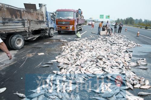 貨車翻,魚滿地。