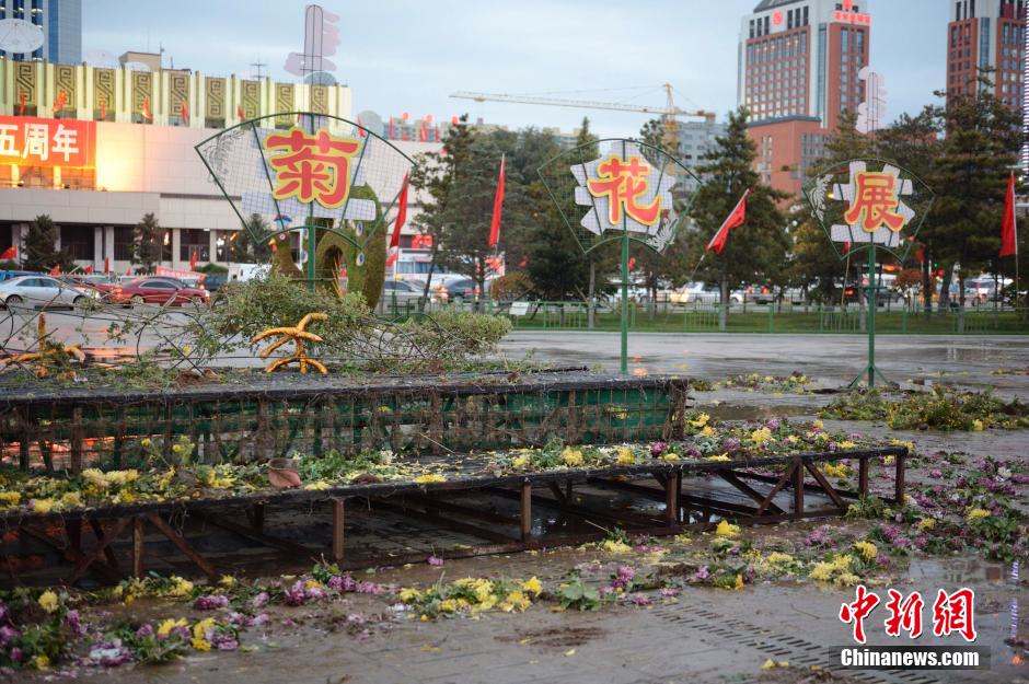 呼和浩特菊花展提前結(jié)束 數(shù)萬(wàn)盆菊花被搬空