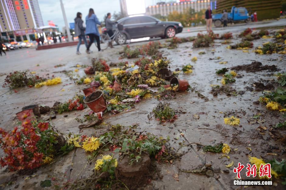 呼和浩特菊花展提前結(jié)束 數(shù)萬(wàn)盆菊花被搬空
