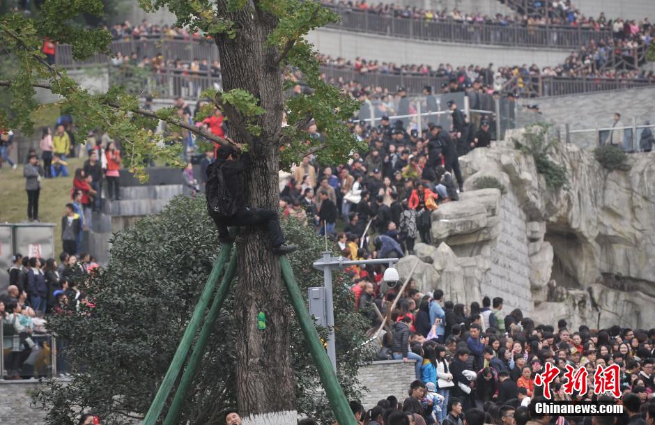 重慶一市民為占據(jù)有利位置，爬上銀杏樹觀看自己喜歡的明星。