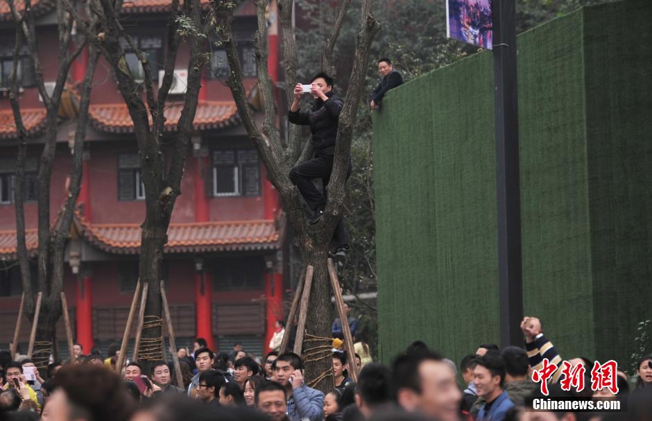 重慶一市民為占據(jù)有利位置，爬上銀杏樹觀看自己喜歡的明星。