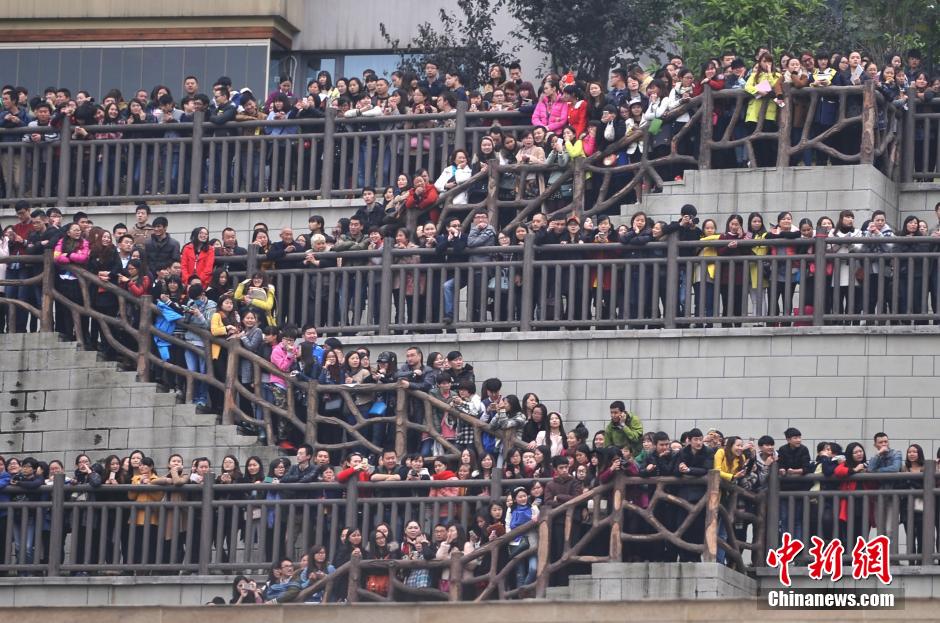 重慶上萬粉絲在南濱路等待《奔跑吧兄弟》節(jié)目的錄制。