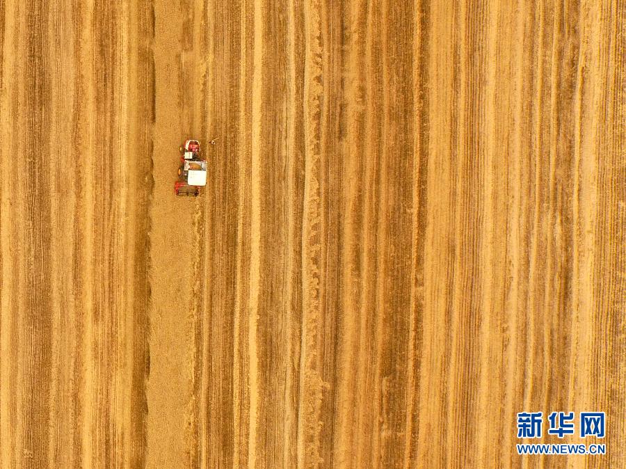 這是5月28日在河南省南陽(yáng)市唐河縣甘河灣村航拍的麥?zhǔn)宅F(xiàn)場(chǎng)。
