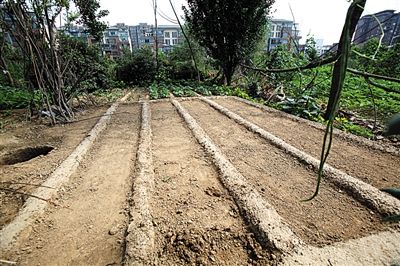 鄭州公園變菜地 鄭州公園變菜地