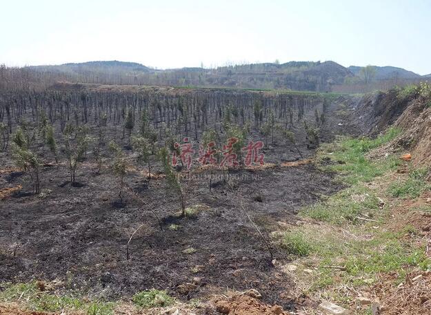 濟(jì)源一村民上墳燒紙引發(fā)火災(zāi) 種植地被燒成黑土地