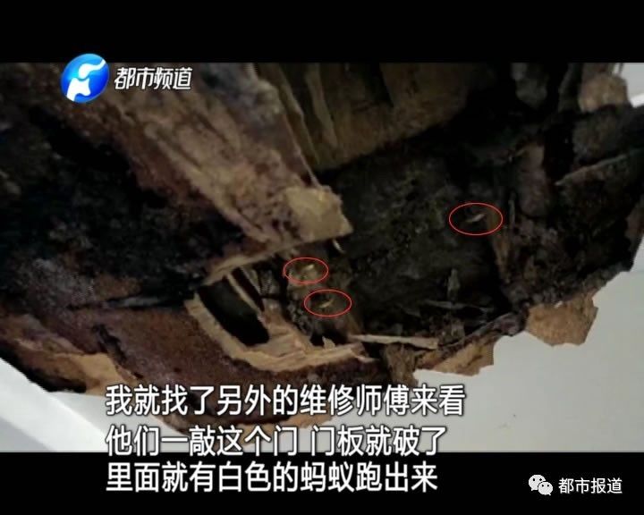 蟻族大軍入侵！十幾萬裝修的新家被“吃掉”