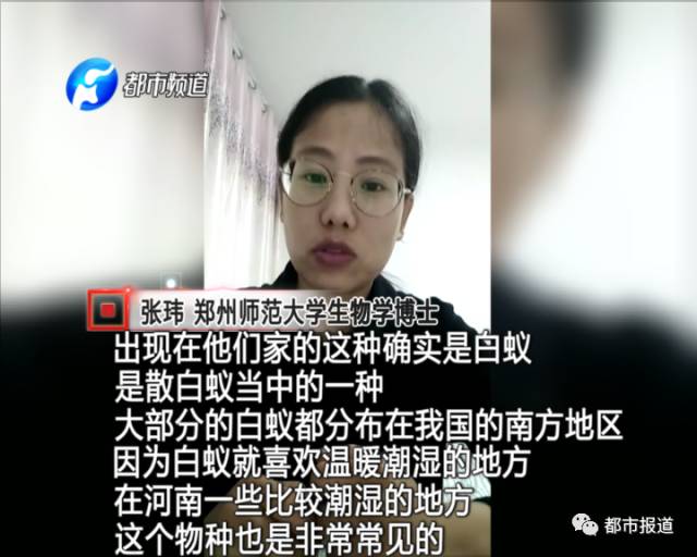 蟻族大軍入侵！十幾萬裝修的新家被“吃掉”