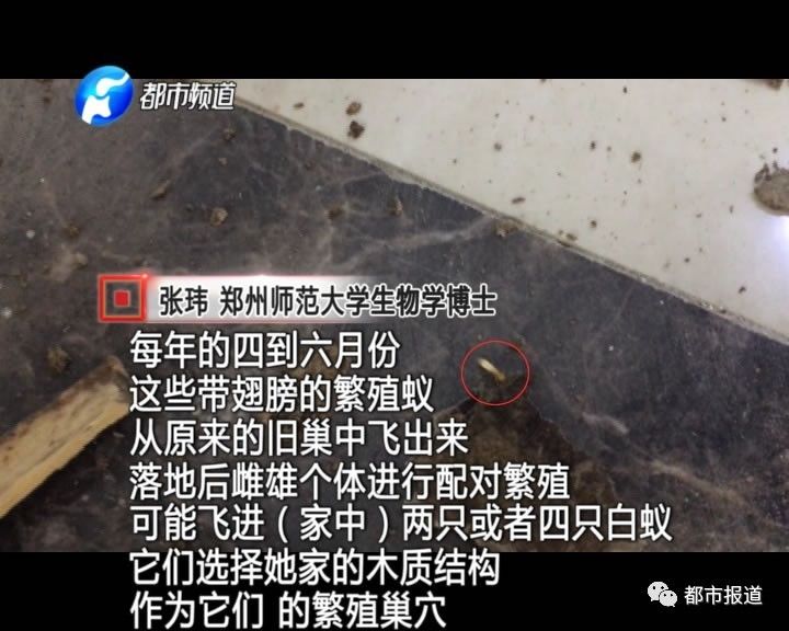 蟻族大軍入侵！十幾萬裝修的新家被“吃掉”