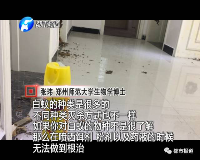 蟻族大軍入侵！十幾萬裝修的新家被“吃掉”