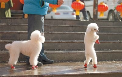 2013年2月1日,紅蓮廣場(chǎng)上,一位狗主人牽著兩只小狗散步。未來小狗出行有望佩戴“免疫證”。新京報(bào)記者 薛珺 攝