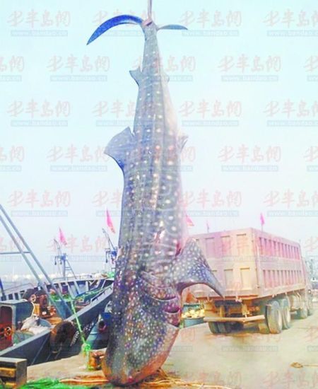 9月8日，日照漁民捕獲的重達(dá)10余噸的鯨鯊。(照片來(lái)自大眾網(wǎng))