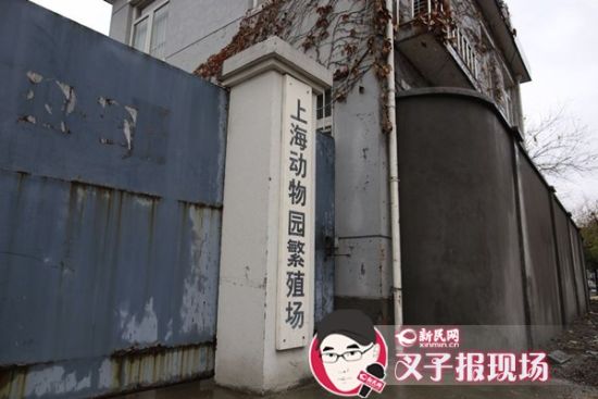 圖說：新民網記者趕到時，上海動物園繁殖場大門緊閉。新民網 記者 蕭君瑋 攝