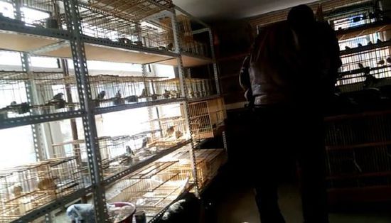 哈爾濱市雙城區(qū)集市上，一家沒(méi)有招牌的平房里擺滿(mǎn)了各種野鳥(niǎo)等待出售。