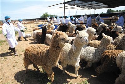 昨日，由智利進口的946頭羊駝，被運抵大興一動物檢疫隔離場進行檢驗檢疫。記者 王貴彬 攝
