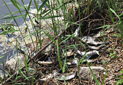 南沙河中漂浮著大量生活垃圾和腐爛水草等物，岸邊出現(xiàn)大量死魚。新京報記者郭鐵流攝