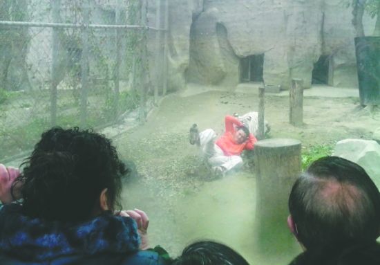 昨日，成都動(dòng)物園，男子進(jìn)入白虎活動(dòng)區(qū)后被白虎拖行。動(dòng)物園出動(dòng)50多人成功營救下他
