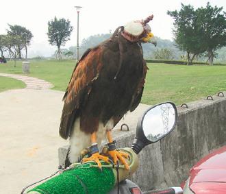 闖禍的老鷹則被主人戴上頭套，以鐵鏈鎖在摩托車的車頭上“罰站”/臺(tái)灣《聯(lián)合報(bào)》圖