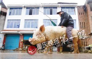 蔣大爺騎著他的種豬出門，回頭率很高。