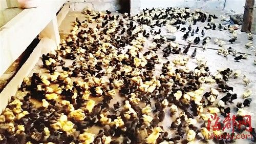為了討薪，何某相將1130多只鴨苗趕到對(duì)方家里