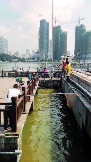一群人正在打撈放生的龜、魚等。信息時報記者 陳文杰 攝