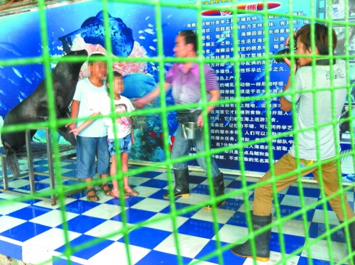 海獅就這樣被飼養(yǎng)員和攝影師擺弄，稍不聽(tīng)話就會(huì)遭到毒打。