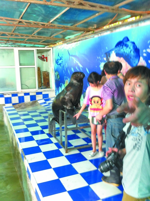 海獅館內(nèi)的攝影師警惕性很高,禁止記者拍照。