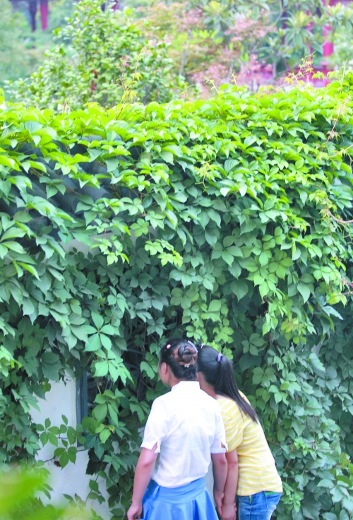 外面的游客正通過墻上的鏤空的窗，向夢(mèng)溪園內(nèi)觀望。