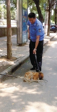 一名隊員拿一根叉子樣的工具，叉住狗狗的脖子