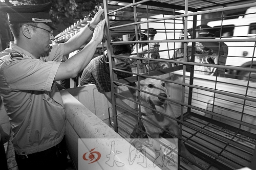 相關(guān)部門(mén)將加強(qiáng)管理，今年12月起烈性犬一律沒(méi)收。 （資料圖）