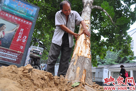 法桐受傷嚴(yán)重，樹皮上還沾著不少玻璃。