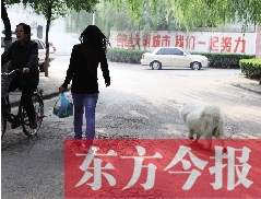 啟明一巷內(nèi)，一名女子帶著狗狗去買菜。狗隨地大小便，狗的主人未制止