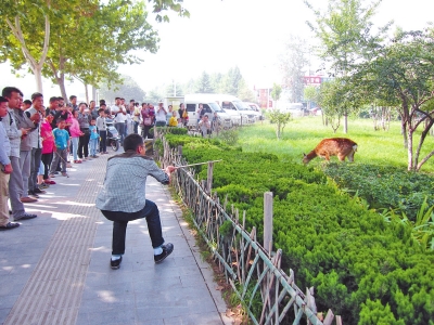 工作人員悄悄走近梅花鹿，準(zhǔn)備發(fā)射麻醉針。